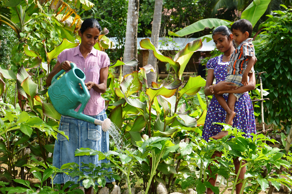 Organic gardening helps families flourish in Sri Lanka | World Vision