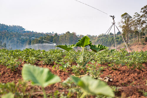 A sprinkler irrigation system in Rwanda rotates among farmers’ plots so all the farmers’ crops are watered.