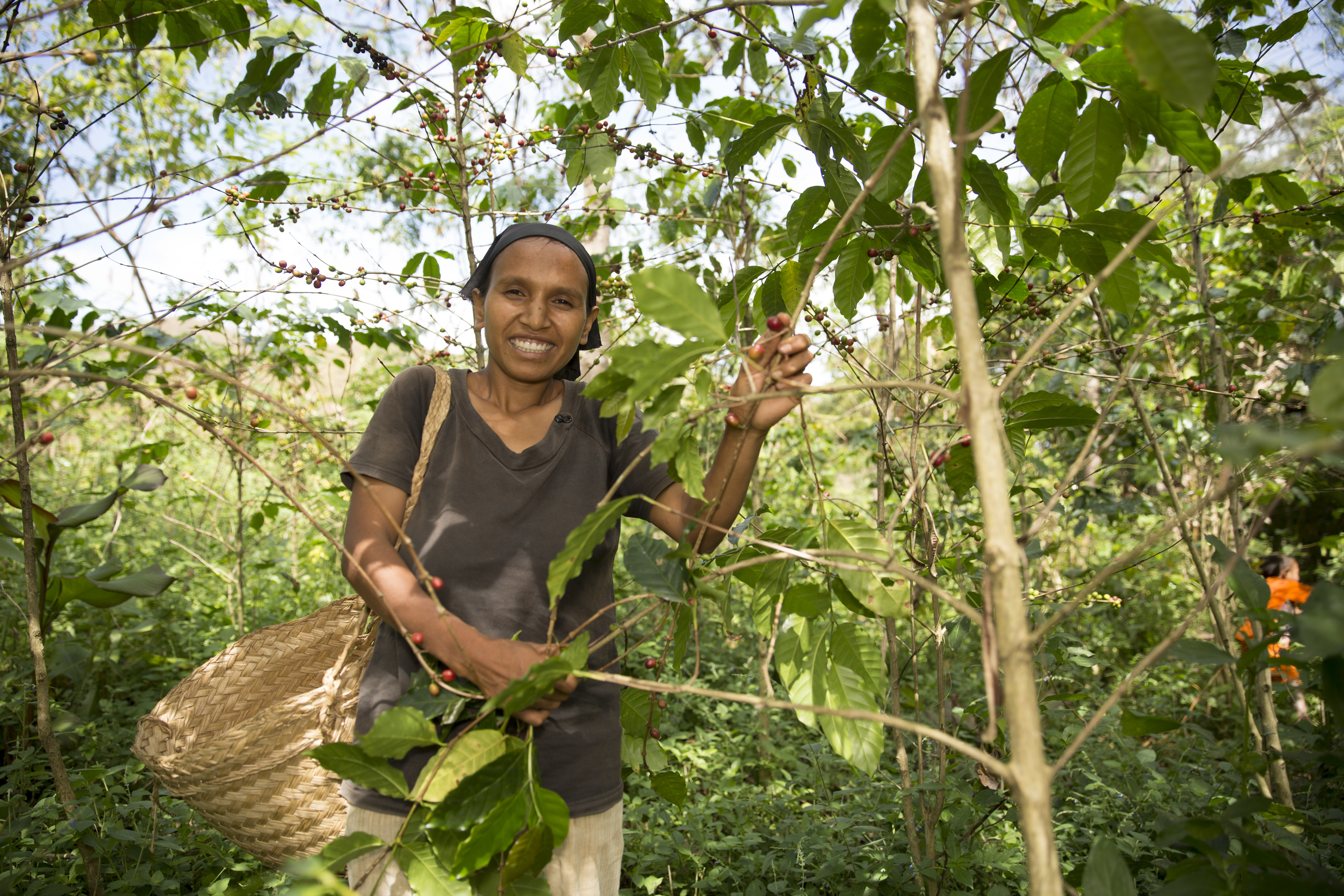 FMNR re-greening timor