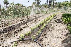 Australian Aid Drought Resilience Project East Timor