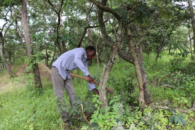 Man next to a tree working