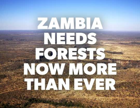 Zambia needs forests now more than ever