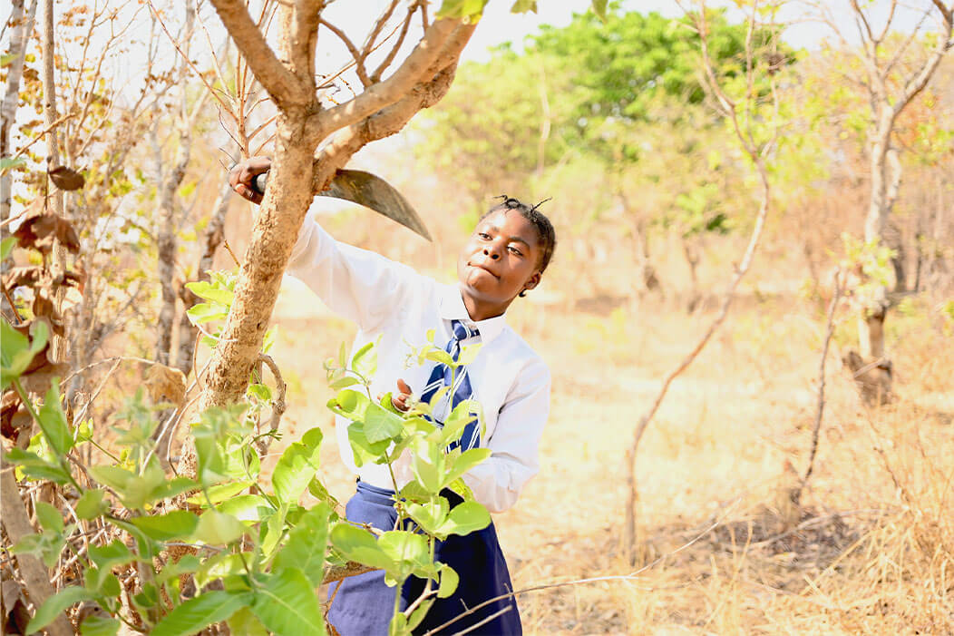 A pruning tool