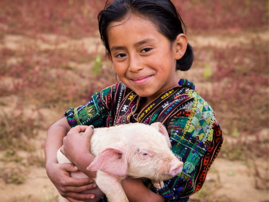 World Vision gift of a pig