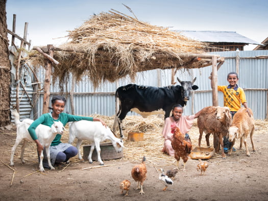 Donate A Stable Of Animals | World Vision Gifts Donate A Stable Of Animals | World Vision Gifts