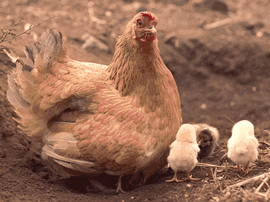 Chickens and eggs