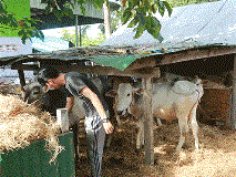 Children surrounded by their farmyard animals, helping to produce food and a livelihood
for their family.