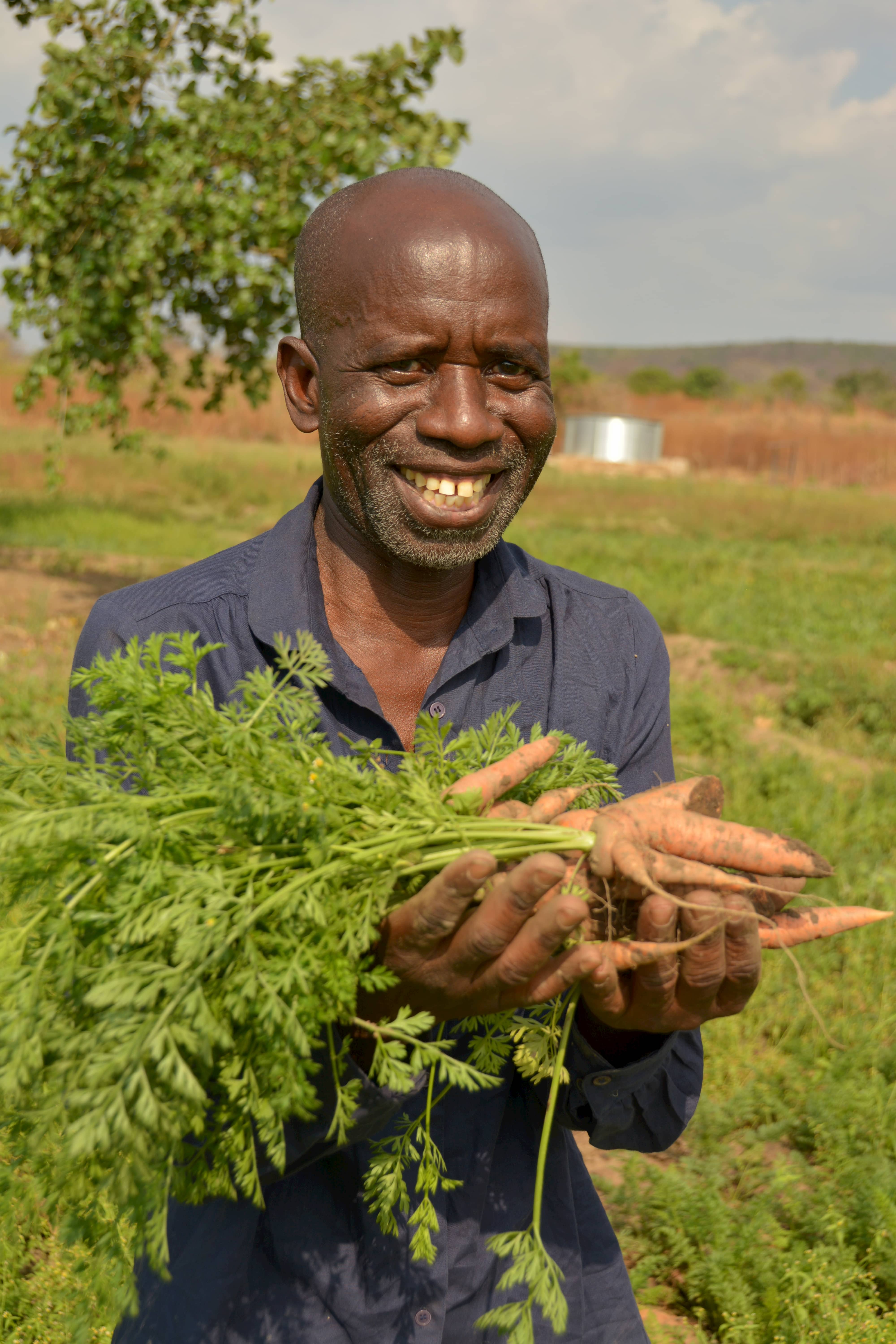 Zambian farmer holds up carrot bunch